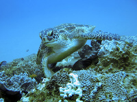 Turtle